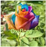 Oxiflora Grafted Rainbow roses Best color flower plant Climbing Rose Plant Perennial
