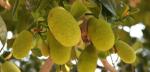 Cloud Farm Hybrid Chompa Gob Jack Fruit Plant- 200 mm CF_O369