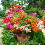 The Entacloo Bougainvillea Plant_kajoj plant ngihj pa(y417