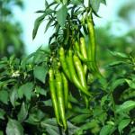 Green World Drought Tolerant Chilli Jwala Pariksha 150 Seeds