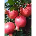 Cloud Farm Healthy Red Pomegranate fruit plant - Anar ka podha Fruit Tree For Outdoor Garden Decorative Plant (it's big size fruit variety tree),CF_19