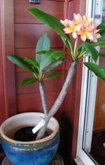 Cloud Farm Hybrid and White Plumeria Plant - 200 mm CF21