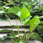 Hug A Plant Calathea Lutea | Cuban Cigar - Ornamental Live Plant (Home & Garden)