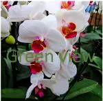 Green view White Phalaenopsis Seeds Butterfly Orchid Seed - 200 Seeds