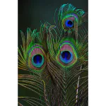 UPHAAR Natural Peacock Feather | Mor Pankh | Real Peacock | Feather Tails for Home Decor Full Length Pack of 75 (24 Inch)