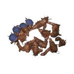 Xetomos Farm Fresh Kali Haldi Black Turmeric for Plantation from Recent Harvest 100g