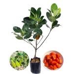 Cloud Farm Original Thai All Time RED Jackfruit Plant (GRAFTED) Baramasi Kathal Plant SCF_37