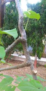 Platone Giloy PlantNeem Guruj PlantLXI-1184-Giloy Gulbel Tinospora cordifolia Medicinal Healthy Plant