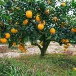 Cloud Farm Nagpur Mandarin Orange All Time Variety Grafted Santra Fruit Healthy Plants & Tree(1-1.5 Ft Size) CF_1051