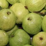 Earth Angels Guava PlantPeyara PlantEgyptian Yellow Guava Plant