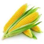 PARYAVARAAN Sweet Corn Seeds Vegetable Seeds For Balcony pack of 10 seeds