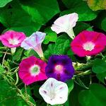 PARYAVARAAN Morning Glory Flower Seeds Morning Glory Seeds All Colour F1 Hybrid Flower Seeds For Home Gardening pack of 15 seeds