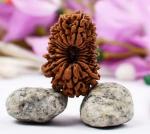 Feel Touch Mart 19 Muhki Pure & Rare Nepal Rudraksha for Men & Women with Certified by Lab