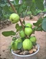 Cloud Farm Hybrid Guava Plant- 200 mm Cloud_Farm_v3