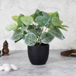 Elemntl Artificial Fittonia Plant Bush in Black Pot
