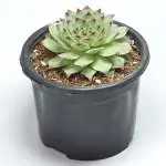 India Gardening Red Tip Laxmi Kamal for Fortune Lakshmi Kamal Live Plant