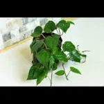 Marinetree Sweet Betel Leaf live plant