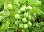 Plantzoin Physic nut Jamal ghota Jatropha curcas Baigaba(White) Live Plant