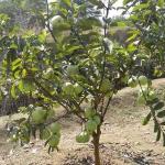 PLATONE Guava Plant_Guava Plant rhhhh(x249