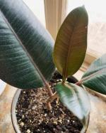 Cloud Farm Healthy Rubber Plant for Indoor Home Decoration Air Purification [CF702]