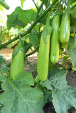JIGNISHA SEEDS Green long Brinjal Hybrid Vegetable Seeds Pack 50