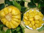 Heaven Of Saplings Jack Fruit Plant (Pack of 1)