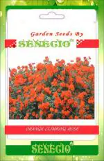 SENECIO Orange Meillandina Climbing Rose 12 Seeds Pack