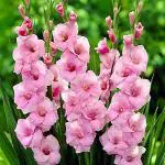 Kraft Seeds Sword Lily Gladiolus Flower American Beauty Light Freshly Packed Bulbs (Pack of 10)