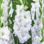 Cloud Farm Hybrid Gladiolus Sword Lily Plant - 200 mm AGCF_A260