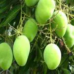Cloud Farm Exclusive original Kesar Mango Healthy Plant CF_1067