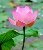 Tamransh Kcz Pink Lotus Seeds, 20 Per Packet