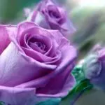 Cloud Farm Rose Healthy Plants Purple, Rose Plant 1 Healthy Plants(Pack Of 1),CF_R13