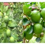 Cloud Farm Nimbu Kagzi Lemon & Thai Patti Lemon Variety Fruit (Air Layering/Grafted) Healthy Plants & Tree(1-1.5 Ft Size) (Pack of 1),CF_L51