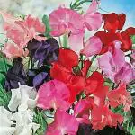PARYAVARAAN Sweet Peas Flower Seeds Multicolor Winter Season Suitable For Home Gardening (10 Seeds Pack)