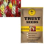 Trustbasket Multicolor Antirrhinum Flowers Seeds (1)