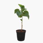 Indian Gardens Hibiscus Hybrid Guaranteed Live Plant With Pot G71