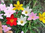 PARYAVARAAN Zephyranthes Rain Lily Flower Bulbs, Multicolour - Pack of 5 Pieces