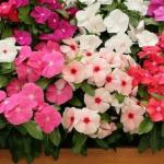 PARYAVARAAN VINCA ROSEA - Dwarf Pecifica Large Flower Mixed - Pack of 50 Seeds by PARYAVARAAN