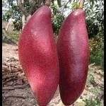 Guru24Hours Mango Thai King of Chakapat Variety Grafted Fruit Live Plant