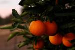 Online Plant Bazar Orange Vietnam Sweet Malta All Time Variety Grafted Live Fruit Plant-Vm-03