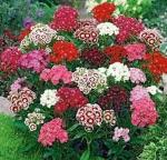 PARYAVARAAN Sweet William Flower Seeds For Winter Season pack of 50 seeds