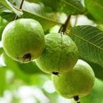Cloud Farm Sweet Green Guava (All Season) Amrud Air Layered Healthy Plant 