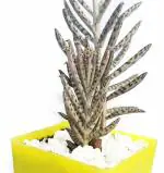 MVM e-comerce Vasthu Plant Live Kalanchoe Delagoensis Chandelier Plant Mother-In-Law Plant