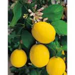 Cloud Farm Real Healthy Hybrid Sarbati Lemon Nimbu Lime Citrus Tree Bush Cultivar Variety Species Citron Limon Fruit Bearing Plant for Garden with Plastic Pot, CF_N35