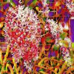 NooElec Seeds India 35+ Seeds All Seasons Hybrid Queen Wrath Sandpaper Vine Petrea Flower Seeds