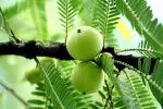 Platone Amla PlantAmloki PlantLive Rare Grafted Gooseberry Plant (Amla, Nelli) Plants