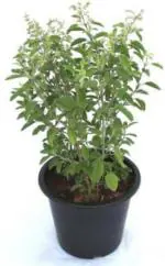 PLATONE Tulsi Plant (Hybrid, Pack Of 2)
