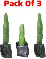 Cloud Farm Hybrid Dragon Fruit Tree - 200 mm (pack of 3) CF_A111