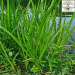 Kapebonavista Gud Vach Bach Ghorbach Safed bach Sweet Grass Ghorabach Flagroot Sweet Vaikunt Flag Acorus Calamus Living Plant in Poly Bag