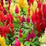 MOZETTE Organic Cabbage purple Seed (50 per packet)